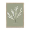 Olive Green Seaweed Art Print | Botanical Wall Decor | Papery Fan Weed - Framed -Beach House Art 9b24e77c b60c 49c8 b90d c1b85f667205