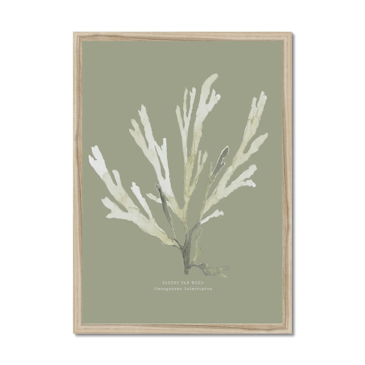 Olive Green Seaweed Art Print | Botanical Wall Decor | Papery Fan Weed - Framed Olive Green Seaweed Art Print | Botanical Wall Decor | Papery Fan Weed - Framed -Beach House Art 9b24e77c b60c 49c8 b90d c1b85f667205