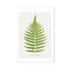 Acrostichum Crispatulum | Fern Prints 12 | Botanical Art - Unframed -Beach House Art Acrostichum Crispatulum Fern Print 12 Fine Art Print Fine art Beach House Art 1677413355 1f9d2b29 568b 4fe1 aeba 725c280d70be