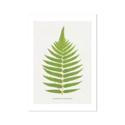 Acrostichum Crispatulum | Fern Prints 12 | Botanical Art - Unframed