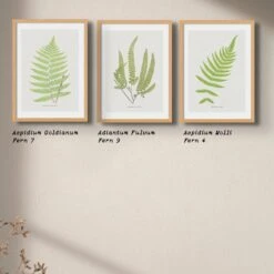Adiantum Fulvum | Fern Prints 9 | Botanical Art - Unframed -Beach House Art Adiantum Fulvum Fern Prints 9 Botanical Art Unframed Home Garden Decor Artwork Posters Prints Visual Artwork Beach House Art 1678020390 53b769f3 6240 4acf 960d 6f83003a2f17