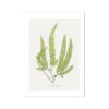 Adiantum Fulvum | Fern Prints 9 | Botanical Art - Unframed -Beach House Art Adiantum Fulvum Fern Print 9 Fine Art Print Fine art Beach House Art 1677413274 7803901f fb00 49d9 8443 f9c8a14b41b2