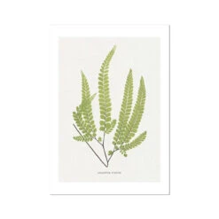 Adiantum Fulvum | Fern Prints 9 | Botanical Art - Unframed