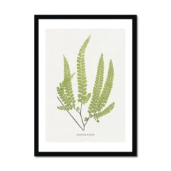 Adiantum Fulvum | Fern Print 9 | Botanical Art - Framed 7 Adiantum Fulvum | Fern Print 9 | Botanical Art - Framed -Beach House Art Adiantum Fulvum Fern Print 9 Framed Print Fine art Beach House Art 1677413193 823b7edd ada8 4d62 91e9 5fd970859158
