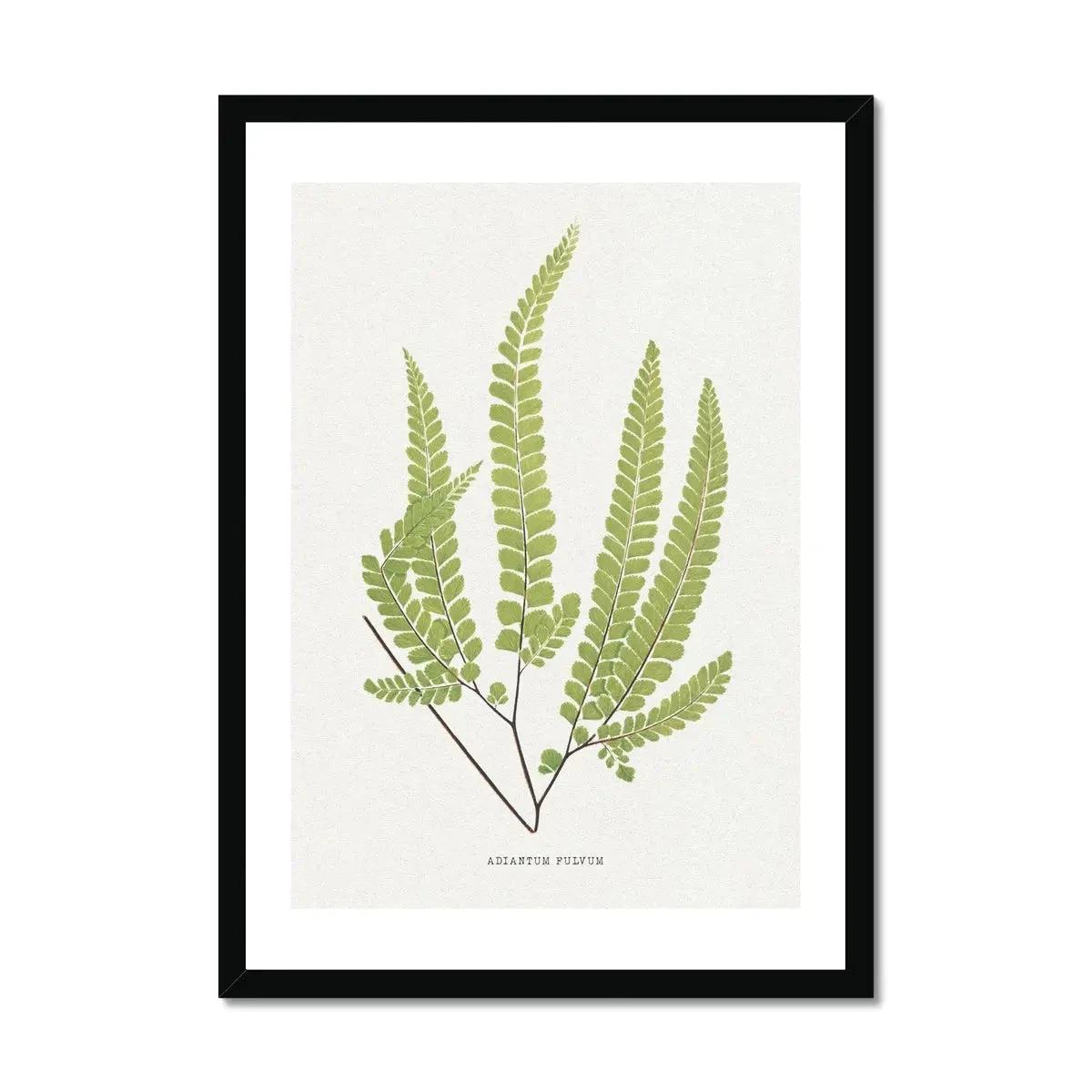 Adiantum Fulvum | Fern Print 9 | Botanical Art - Framed Adiantum Fulvum | Fern Print 9 | Botanical Art - Framed -Beach House Art Adiantum Fulvum Fern Print 9 Framed Print Fine art Beach House Art 1677413193 823b7edd ada8 4d62 91e9 5fd970859158