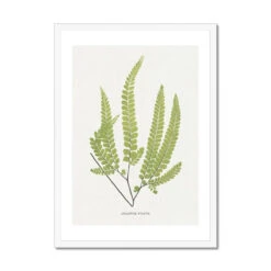 Adiantum Fulvum | Fern Print 9 | Botanical Art - Framed 8 Adiantum Fulvum | Fern Print 9 | Botanical Art - Framed -Beach House Art Adiantum Fulvum Fern Print 9 Framed Print Fine art Beach House Art 1677413196 f0058ffa a305 430c 92ff 6587b5aa02fa