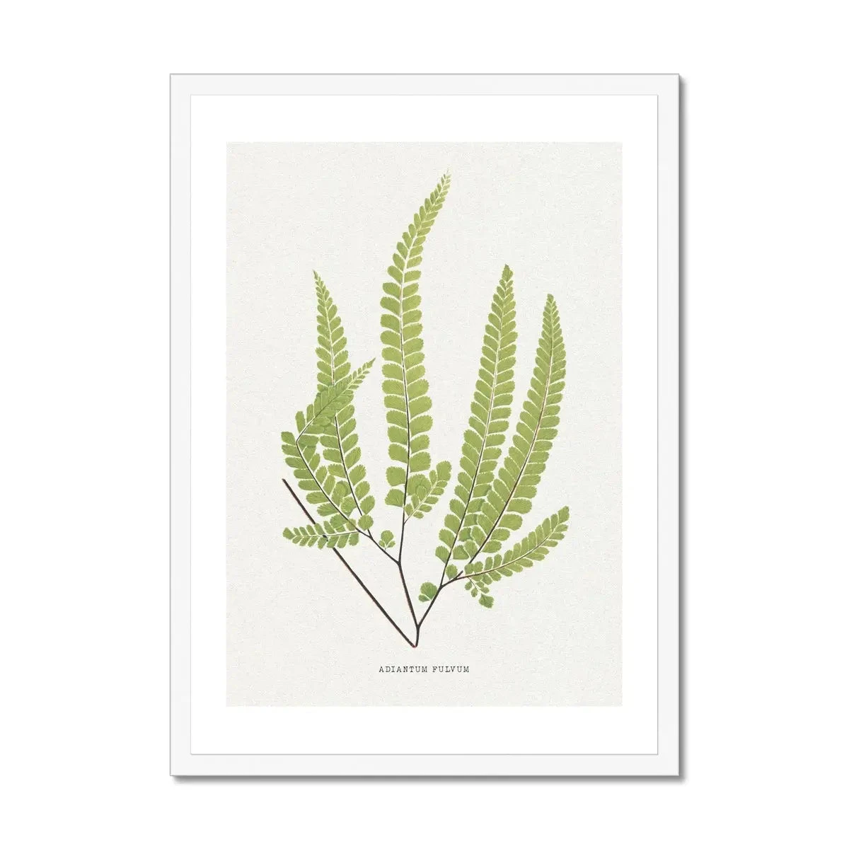 Adiantum Fulvum | Fern Print 9 | Botanical Art - Framed Adiantum Fulvum | Fern Print 9 | Botanical Art - Framed -Beach House Art Adiantum Fulvum Fern Print 9 Framed Print Fine art Beach House Art 1677413196 f0058ffa a305 430c 92ff 6587b5aa02fa
