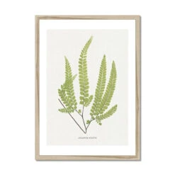Adiantum Fulvum | Fern Print 9 | Botanical Art - Framed