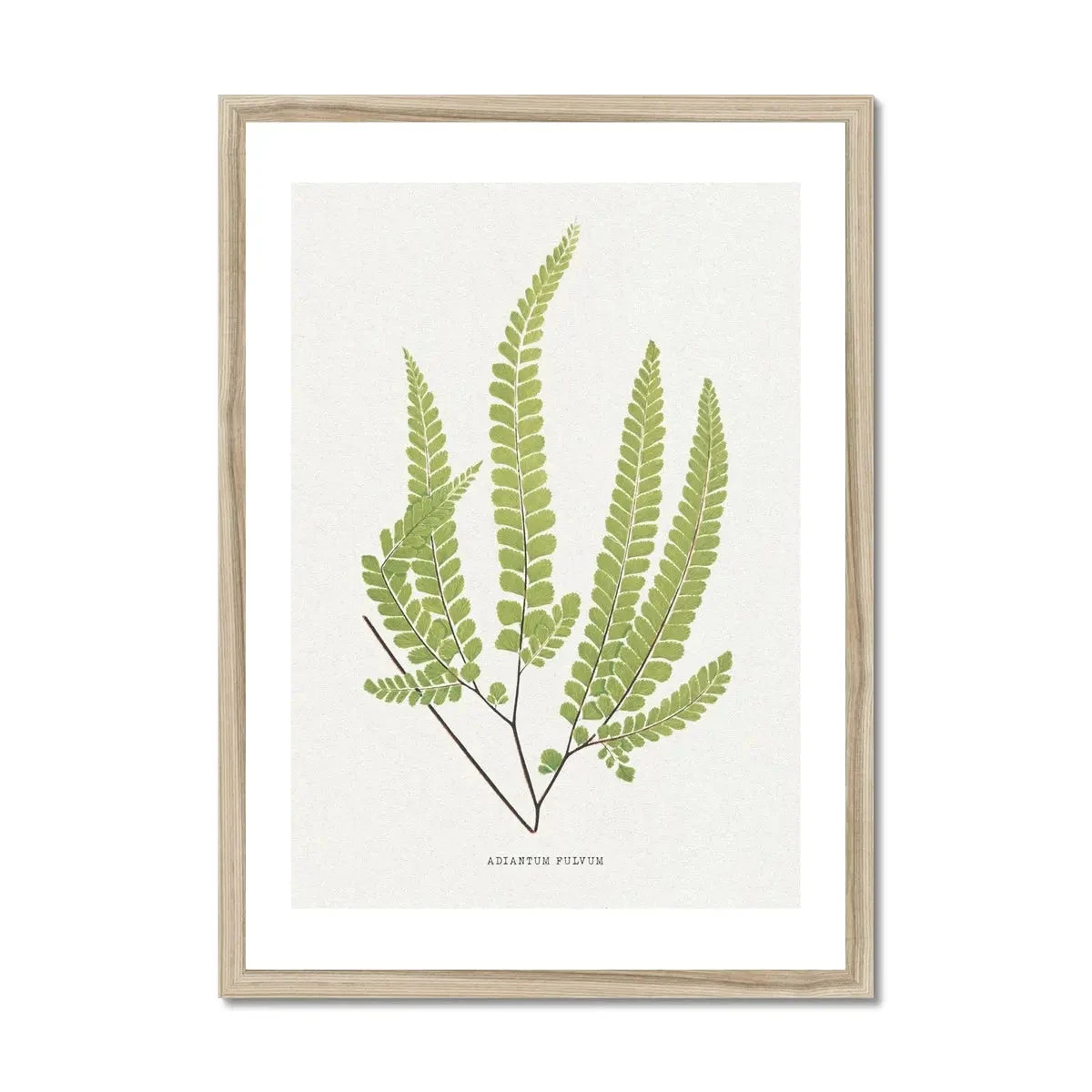 Adiantum Fulvum | Fern Print 9 | Botanical Art - Framed Adiantum Fulvum | Fern Print 9 | Botanical Art - Framed -Beach House Art Adiantum Fulvum Fern Print 9 Framed Print Fine art Beach House Art 1677413200 3758dc77 45f8 4682 8d6b 62a1551bdca3