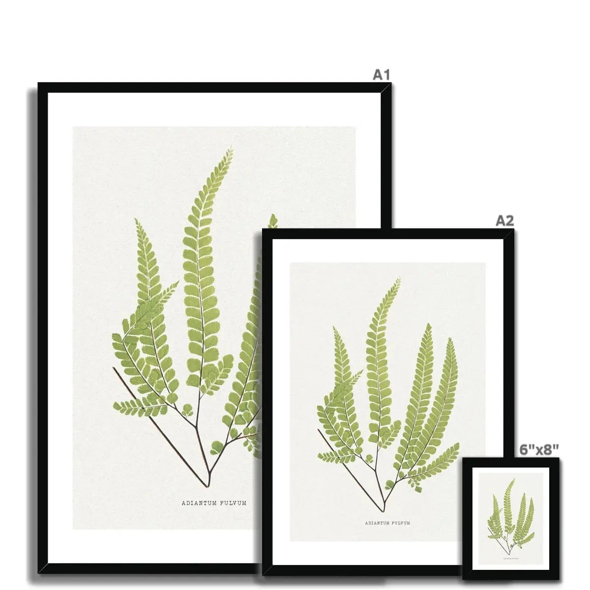 Adiantum Fulvum | Fern Print 9 | Botanical Art - Framed Adiantum Fulvum | Fern Print 9 | Botanical Art - Framed -Beach House Art Adiantum Fulvum Fern Print 9 Framed Print Fine art Beach House Art 1677413228 5c9f473c 684d 4473 9865 c393375cb9ab