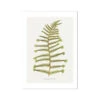 Aspidium Filix-mas | Fern Print 6 | Botanical Art - Unframed 2 Aspidium Filix-mas | Fern Print 6 | Botanical Art - Unframed -Beach House Art Aspidium Filix mas Fern Print 7 Fine Art Print Fine art Beach House Art 1677413461 b1ebee0c 6922 42f7 a9a8 7daa9265f0b9