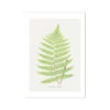 Aspidium Goldianum | Ferns Print 7 | Botanical Art - Unframed -Beach House Art Aspidium Goldianum Fern Print 7 Fine Art Print Fine art Beach House Art 1677413547 81660ade 8333 4ea1 bc9e 8b193b53c736