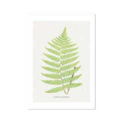 Aspidium Goldianum | Ferns Print 7 | Botanical Art - Unframed