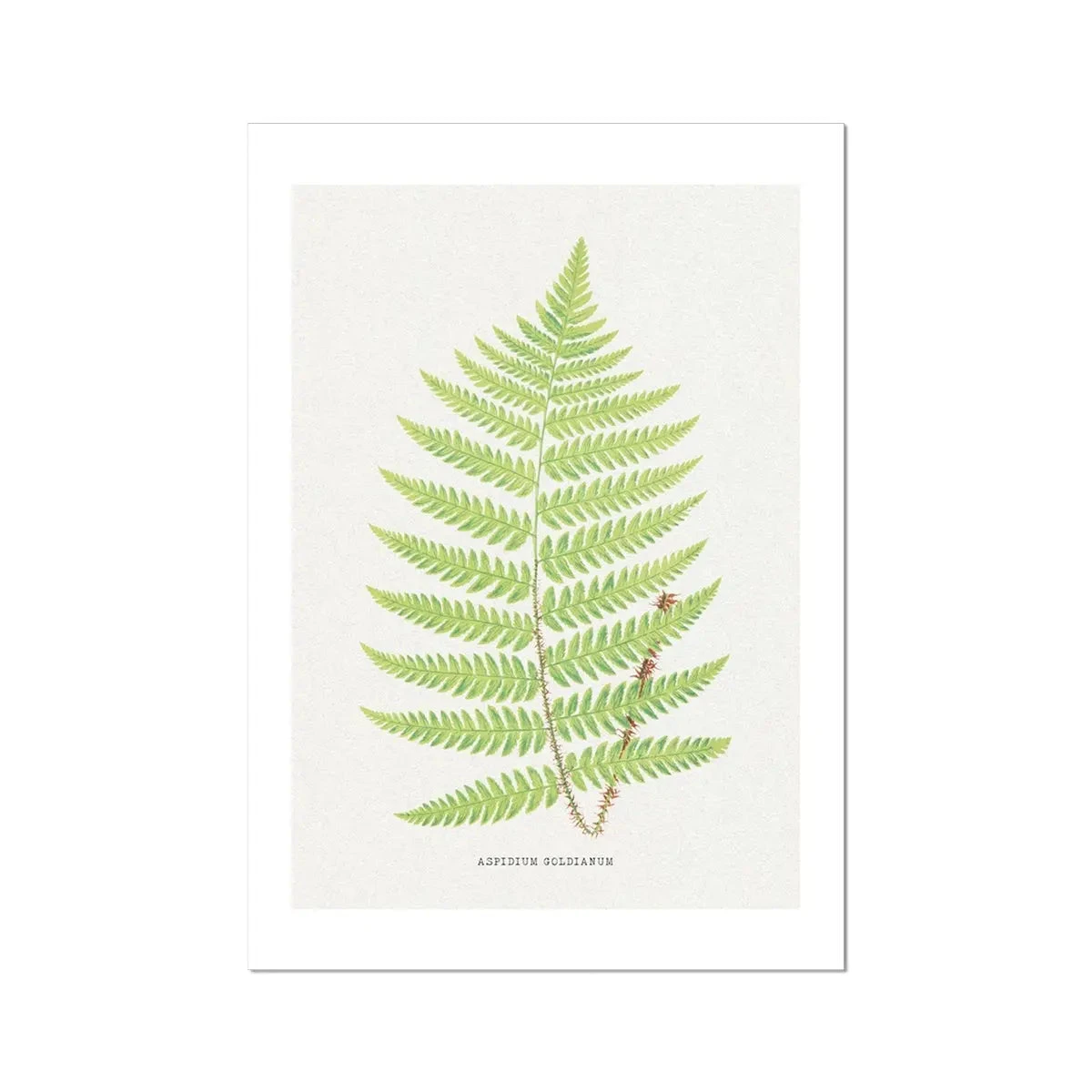 Aspidium Goldianum | Ferns Print 7 | Botanical Art - Unframed Aspidium Goldianum | Ferns Print 7 | Botanical Art - Unframed -Beach House Art Aspidium Goldianum Fern Print 7 Fine Art Print Fine art Beach House Art 1677413547 81660ade 8333 4ea1 bc9e 8b193b53c736