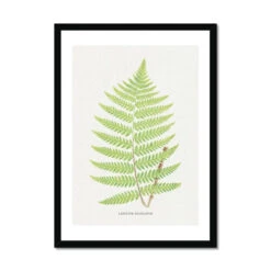 Aspidium Goldianum | Fern Print 7 | Botanical Art - Framed -Beach House Art Aspidium Goldianum Fern Print 7 Framed Print Fine art Beach House Art 1677413408 0c56d728 2386 4dcc a836 80ca590de32e