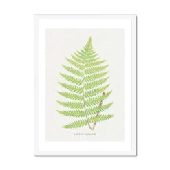 Aspidium Goldianum | Fern Print 7 | Botanical Art - Framed -Beach House Art Aspidium Goldianum Fern Print 7 Framed Print Fine art Beach House Art 1677413412 c5774d78 e6f4 4ae6 b437 a1ab6a5bafd6