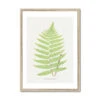 Aspidium Goldianum | Fern Print 7 | Botanical Art - Framed