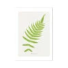 Aspidium Molle | Ferns Print 4 | Botanical Art - Unframed