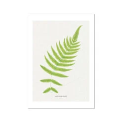 Aspidium Molle | Ferns Print 4 | Botanical Art - Unframed