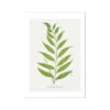 Asplenium Heterodon Fern Print 2 | Botanical Art - Unframed -Beach House Art Asplenium Heterodon Fern Print 2 Fine Art Print Fine art Beach House Art 1677414094