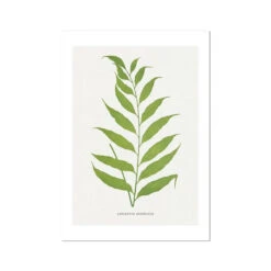 Asplenium Heterodon Fern Print 2 | Botanical Art - Unframed