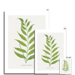 Asplenium Heterodon Fern Print 2 | Botanical Art - Unframed -Beach House Art Asplenium Heterodon Fern Print 2 Fine Art Print Fine art Beach House Art 1677414100