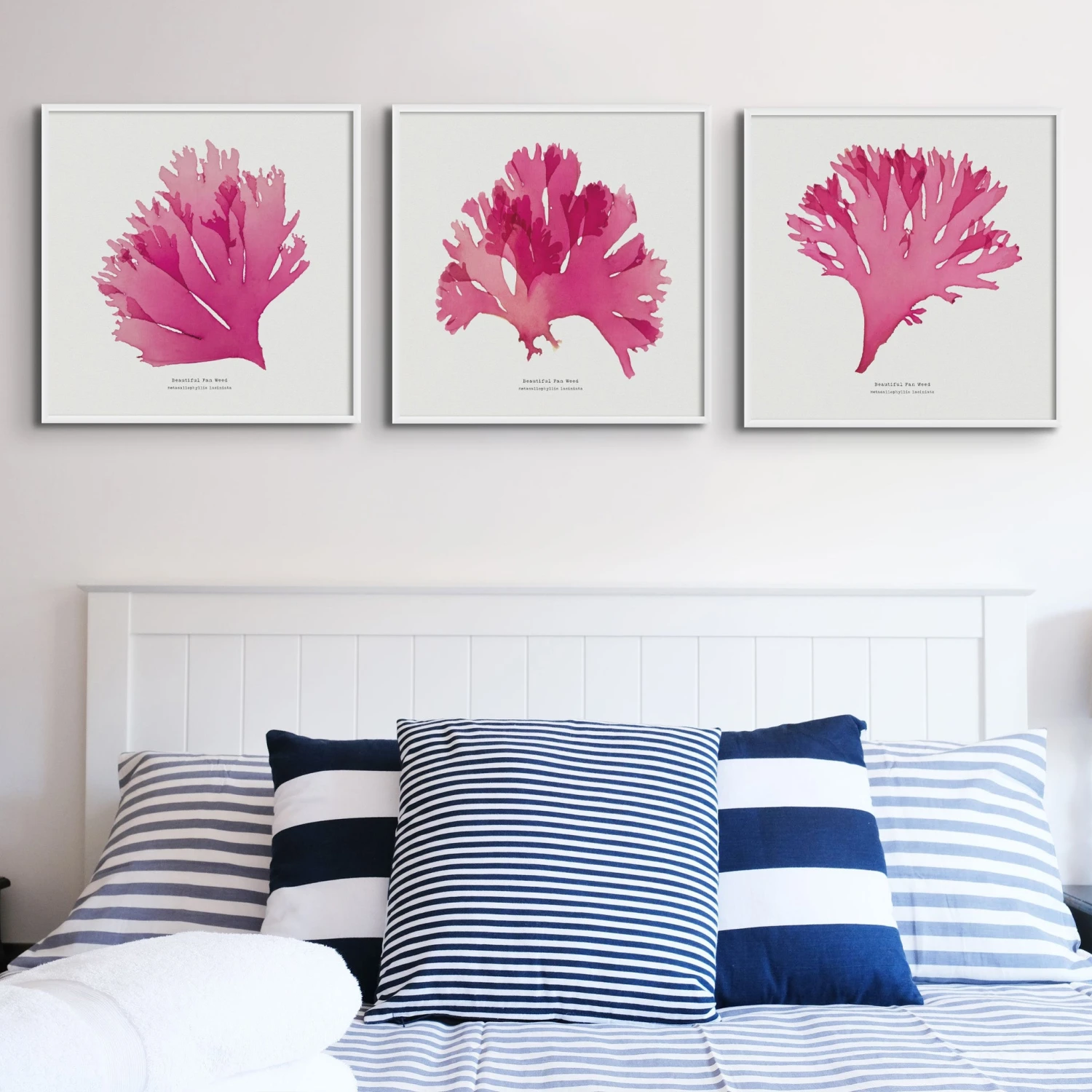 Beautiful Fan Weed No 1 Seaweed Print |Pressed Seaweed Art - Framed Beautiful Fan Weed No 1 Seaweed Print |Pressed Seaweed Art - Framed -Beach House Art BeautifulFanWeedsSquarex3 0fcf45a9 502d 4a4d b1d8 ed7c30734c0c