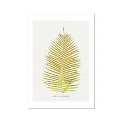 Blechnum Orientale | Fern Print 5 | Botanical Art - Unframed