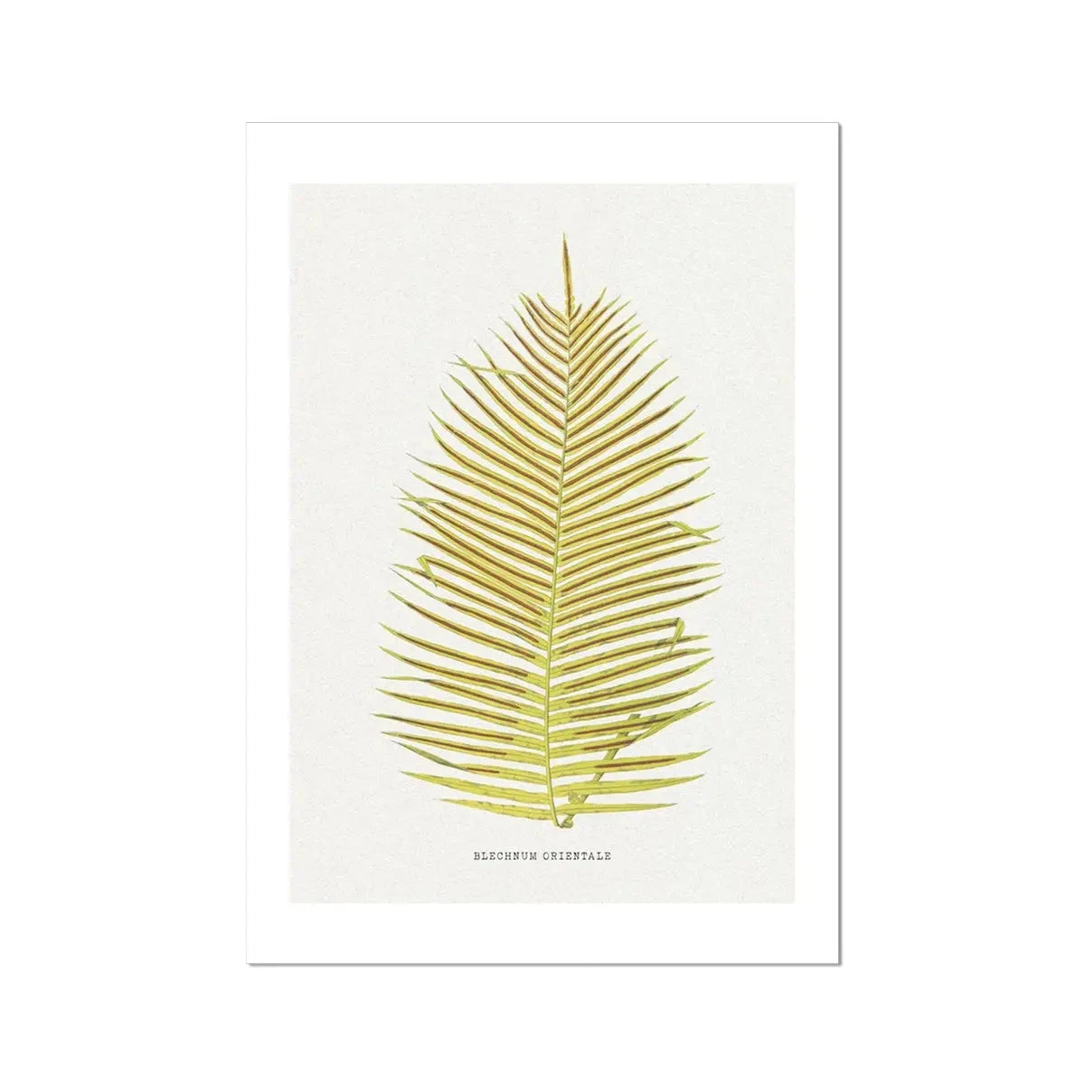 Blechnum Orientale | Fern Print 5 | Botanical Art - Unframed Blechnum Orientale | Fern Print 5 | Botanical Art - Unframed -Beach House Art Blechnum Orientale Fern Print 5 Fine Art Print Fine art Beach House Art 1677413504 f6b7edf4 9731 4fd1 bfe2 176c54904504