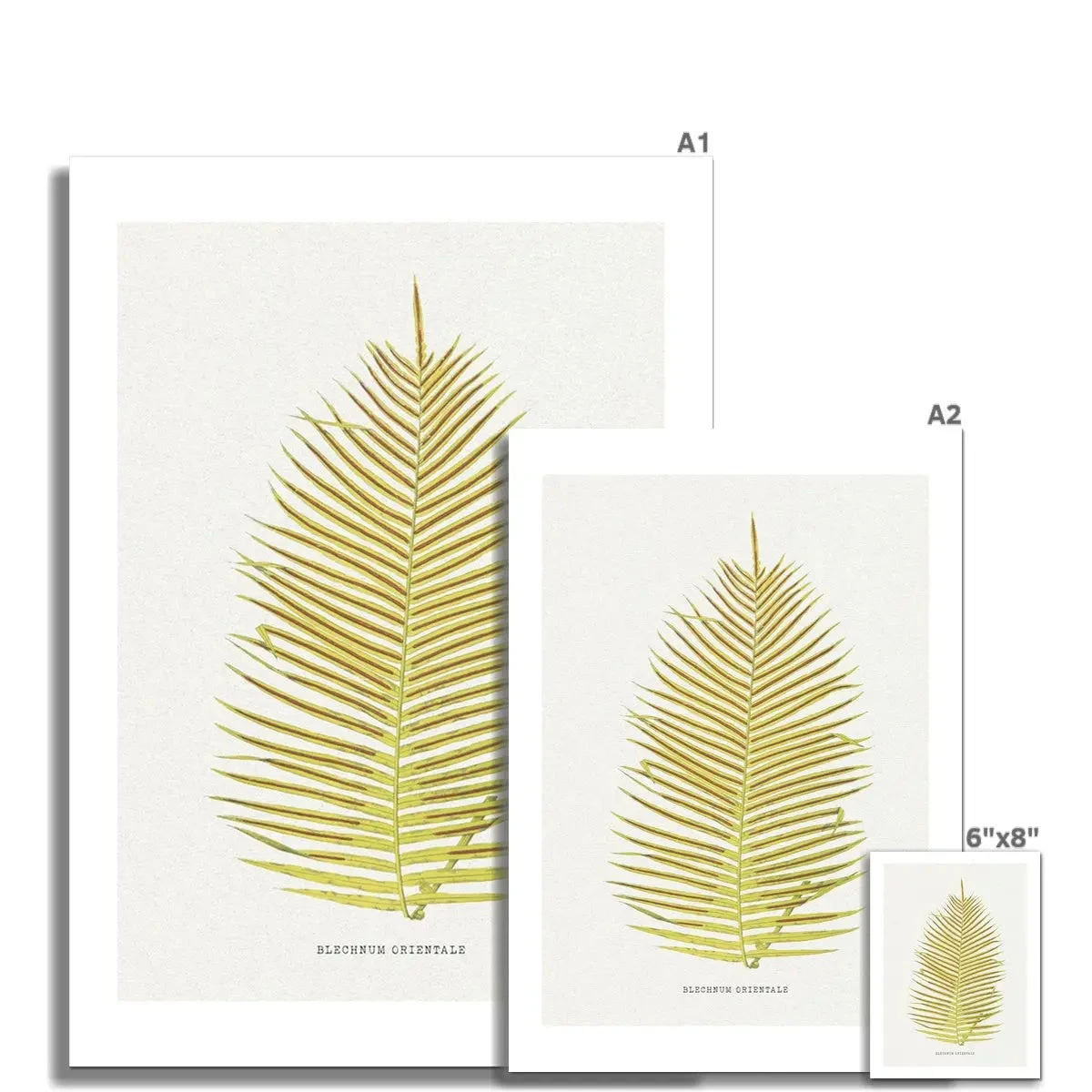 Blechnum Orientale | Fern Print 5 | Botanical Art - Unframed Blechnum Orientale | Fern Print 5 | Botanical Art - Unframed -Beach House Art Blechnum Orientale Fern Print 5 Fine Art Print Fine art Beach House Art 1677413510 b374c0bd 624c 49df 82b1 2ff6c512e306