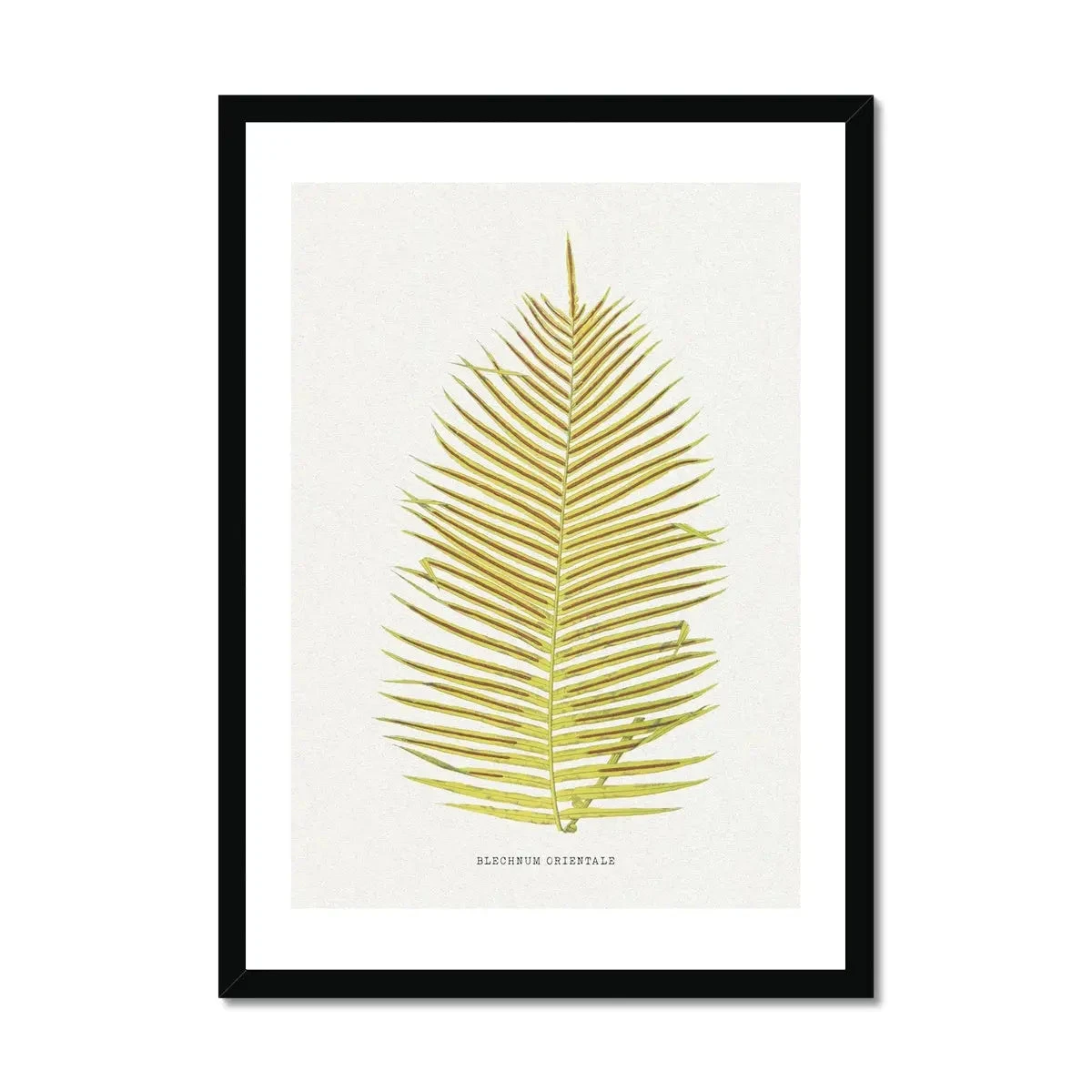 Blechnum Orientale | Fern Print 5 | Botanical Art - Framed Blechnum Orientale | Fern Print 5 | Botanical Art - Framed -Beach House Art Blechnum Orientale Fern Print 5 Framed Print Fine art Beach House Art 1677413572 31e372a2 fe4d 4984 9cd4 73c9ac9c9f03
