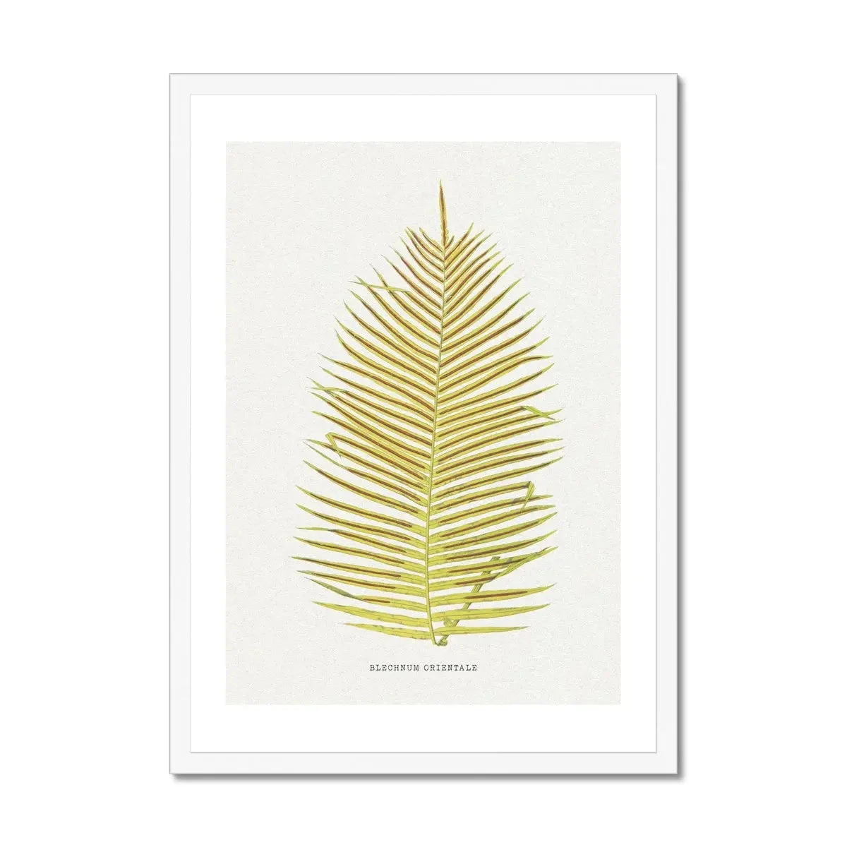 Blechnum Orientale | Fern Print 5 | Botanical Art - Framed Blechnum Orientale | Fern Print 5 | Botanical Art - Framed -Beach House Art Blechnum Orientale Fern Print 5 Framed Print Fine art Beach House Art 1677413576 29927d55 90a8 4c90 95ac 1dd63a0293b2