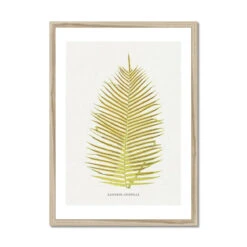 Blechnum Orientale | Fern Print 5 | Botanical Art - Framed 7 Blechnum Orientale | Fern Print 5 | Botanical Art - Framed -Beach House Art Blechnum Orientale Fern Print 5 Framed Print Fine art Beach House Art 1677413579 3edd5d4c 220d 40ee 860a debbe41c7d12