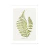 Cheilanthes Hirta Fern Print 11 | Vintage Botanical Art - Unframed
