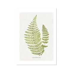 Cheilanthes Hirta Fern Print 11 | Vintage Botanical Art - Unframed