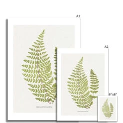 Cheilanthes Hirta Fern Print 11 | Vintage Botanical Art - Unframed -Beach House Art Cheilanthes Hirta Fern Print 11 Fine Art Print Fine art Beach House Art 1677413895 e8acbd1f 48a6 48b2 9d35 4c6966435d6b