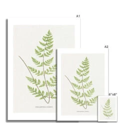 Cheilanthes Sieberi Fern Print 3 | Vintage Botanical Art - Unframed -Beach House Art Cheilanthes Sieberi Fern Print 3 Fine Art Print Fine art Beach House Art 1677413918 69e8b2d9 c537 4624 a1d2 47a894380abe