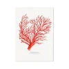 Coral Print | Red Coral Painting No 1 - Unframed -Beach House Art Coral Print Red Coral No 1 Fine Art Print Fine art Beach House Art 1681894765 48b33c4e befc 4f66 92bf f61d81742381