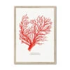 Coral Print | Red Coral Painting No 1 - Framed