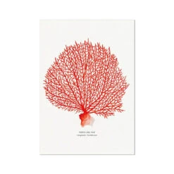 Coral Print | Red Coral Painting No 2 - Unframed