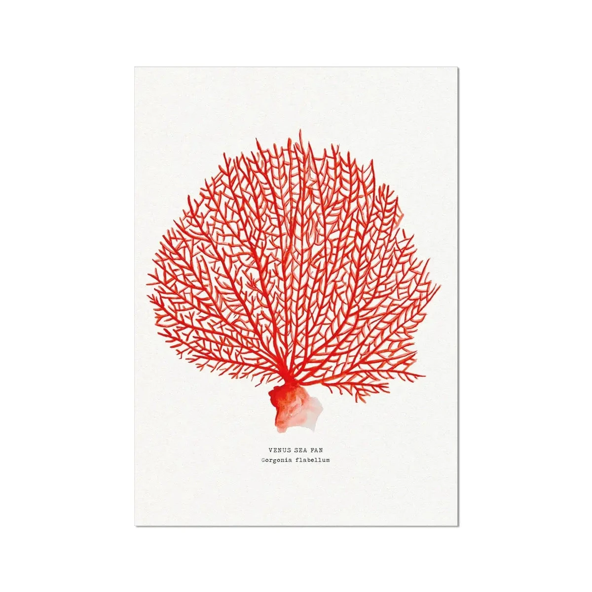 Coral Print | Red Coral Painting No 2 - Unframed Coral Print | Red Coral Painting No 2 - Unframed -Beach House Art Coral Print Red Coral No 2 Fine Art Print Fine art Beach House Art 1681894823 262b6f1d 9ca2 4ed1 8a6c 3a5270e0d29f