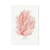 Coral Print | Red Coral Painting No 3 - Unframed