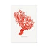 Coral Print |Red Coral Painting No 5 - Unframed