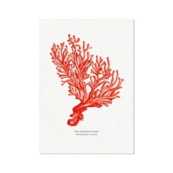 Coral Print |Red Coral Painting No 5 - Unframed