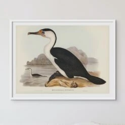 Cormorant Painting | Vintage Bird Art Print - Framed 4 Cormorant Painting | Vintage Bird Art Print - Framed -Beach House Art Cormorant 1864086c edcb 4c9f a0a1 1367629e87e6