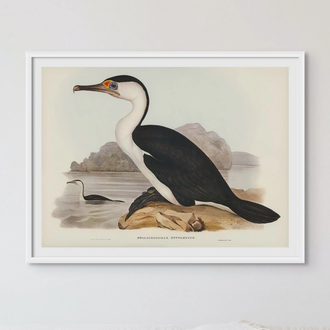 Cormorant Painting | Vintage Bird Art Print - Framed Cormorant Painting | Vintage Bird Art Print - Framed -Beach House Art Cormorant 1864086c edcb 4c9f a0a1 1367629e87e6