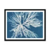 Cyan Algae: Vintage Seaweed Print - Framed Print