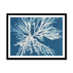 Cyan Algae: Vintage Seaweed Print - Framed Print