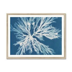 Cyan Algae: Vintage Seaweed Print - Framed Print -Beach House Art Cyan Algae Framed Print Wall Art Beach House Art 1650734056