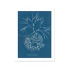 Cyan Filaments: Vintage Seaweed Print - Unframed
